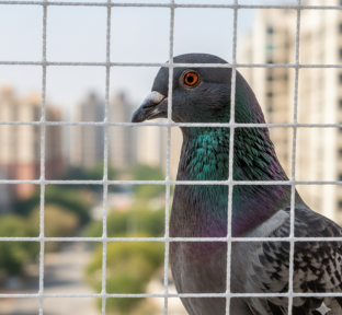 Safety Nets Coimbatore