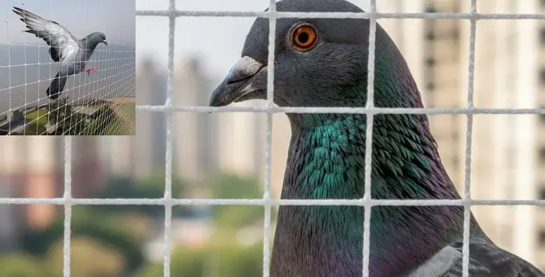 Pigeon Nets Installation in Singanallur
